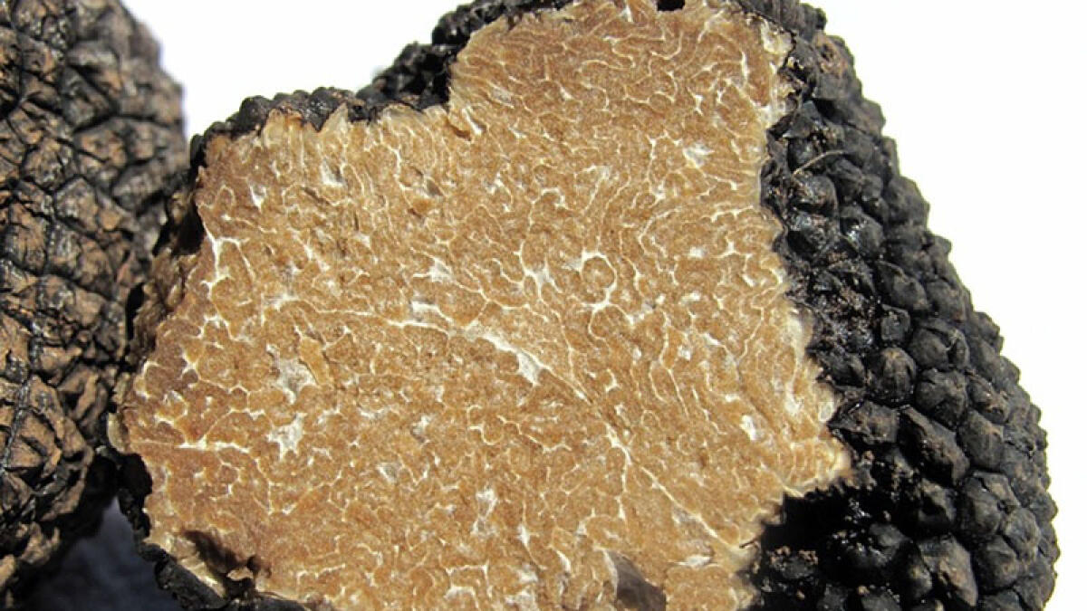 Trovato tartufo di 300 grammi sui Monti Lattari - 