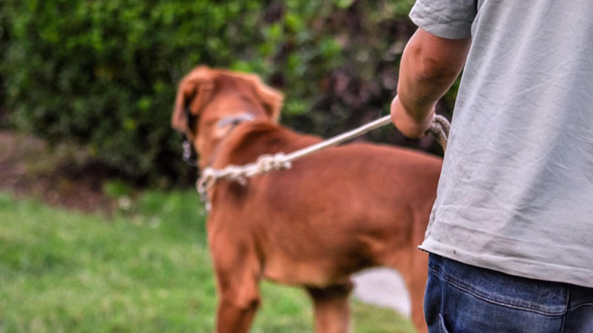 Dog Sitter preso a bastonate e bottigliate - 
