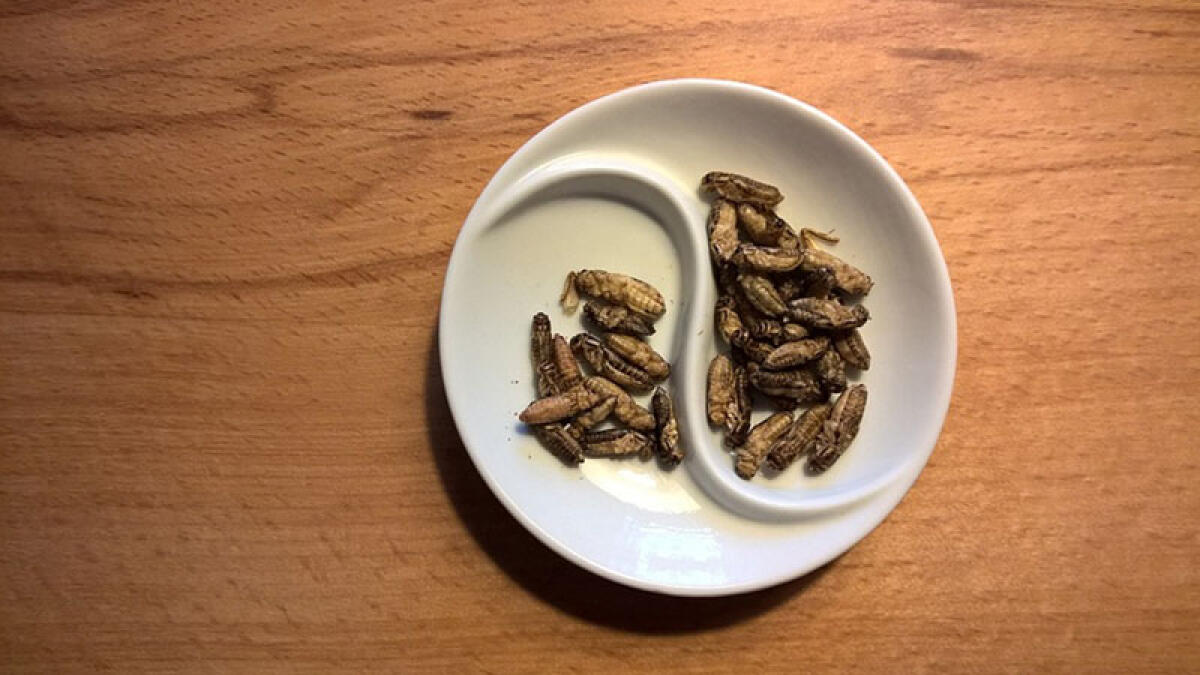 Farina di grillo, da oggi è possibile acquistarla - 