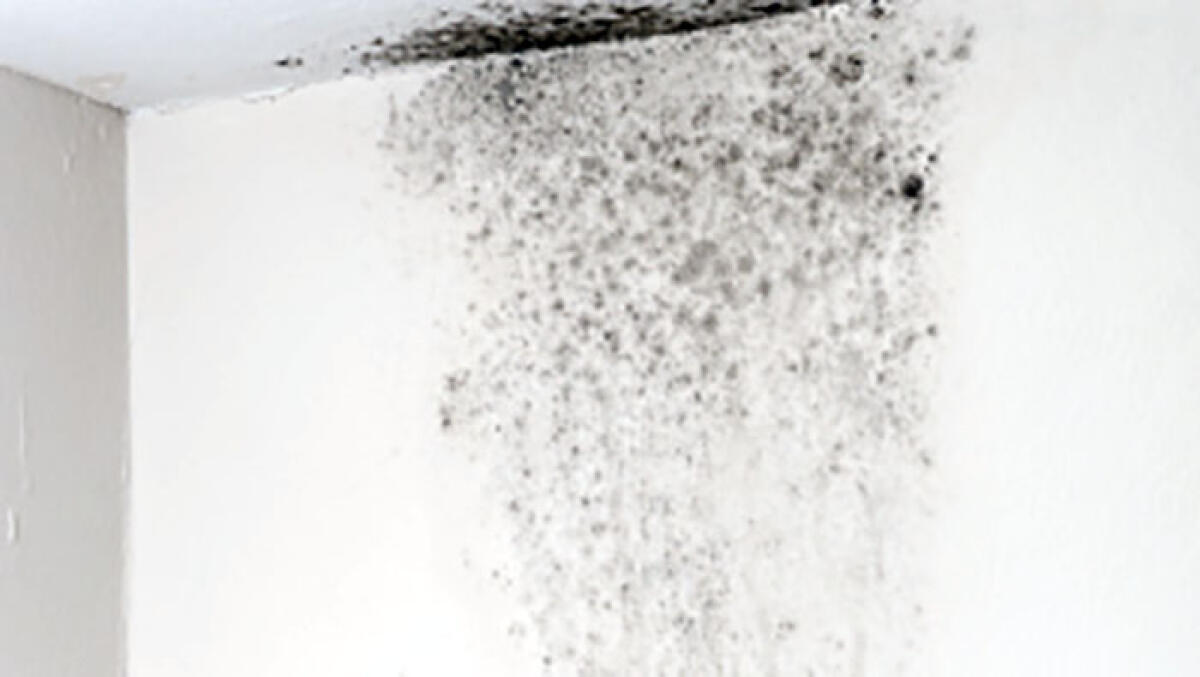 Casa piena di muffa, donna minaccia di gettarsi dal tetto - 