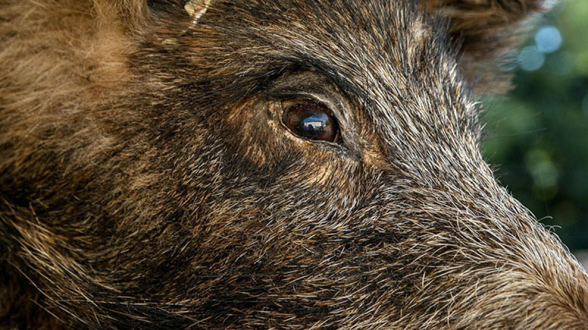 Cinghiale sulla superstrada: tre feriti gravi nello schianto - 