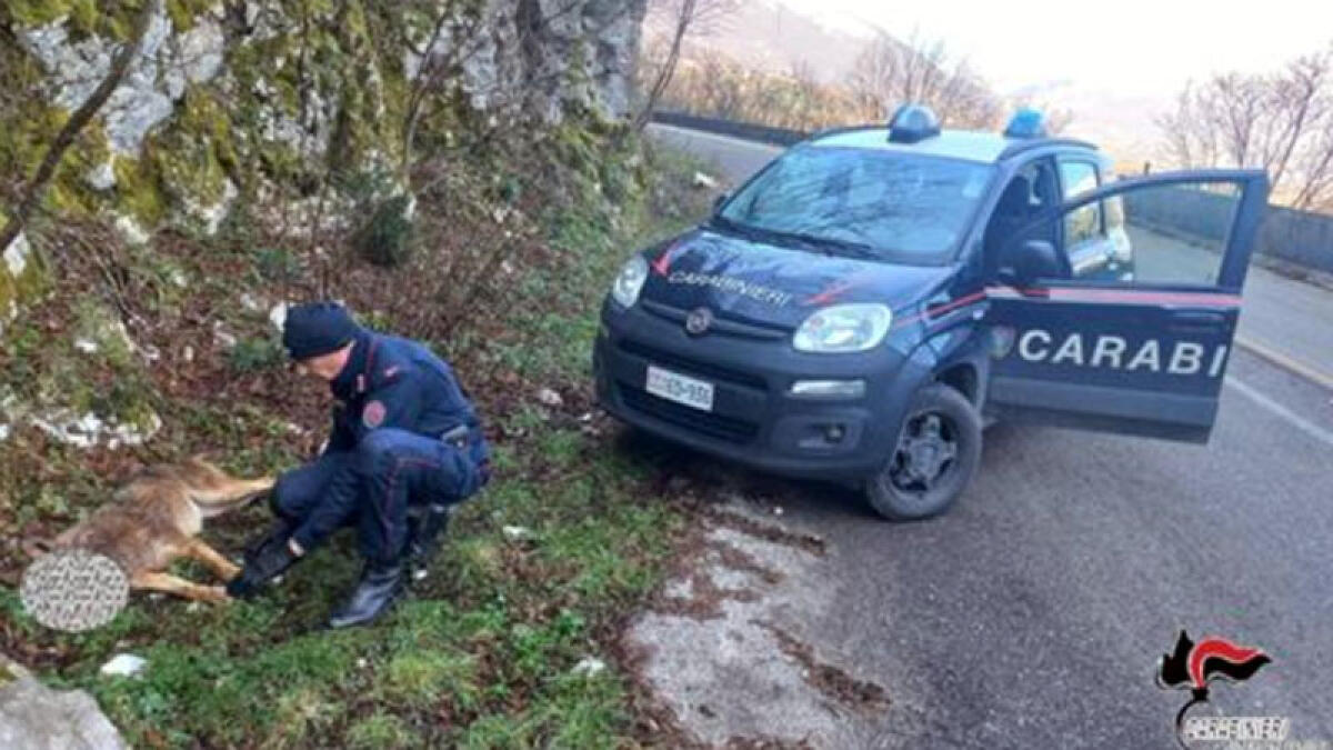 Giovane lupa uccisa in Campania con una carabina a distanza - 