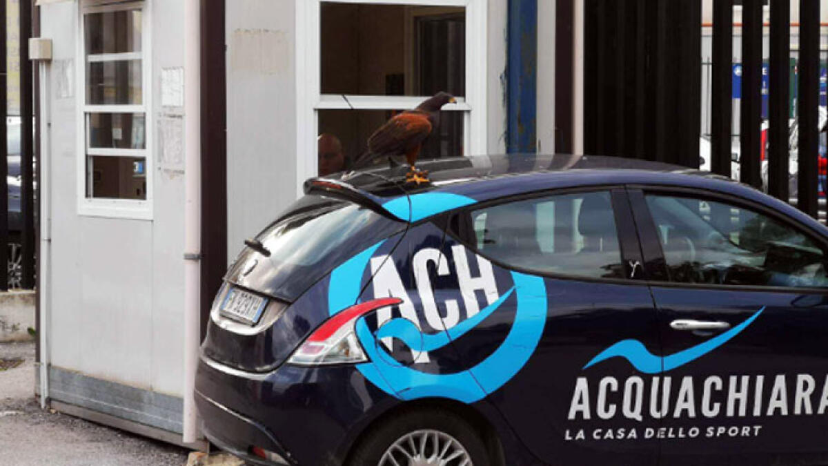 Uccello rapace aggredisce uomo a Napoli e gli rompe un piede - 