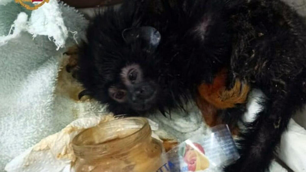 In hotel a Napoli con una scimmia: scatta il blitz - 