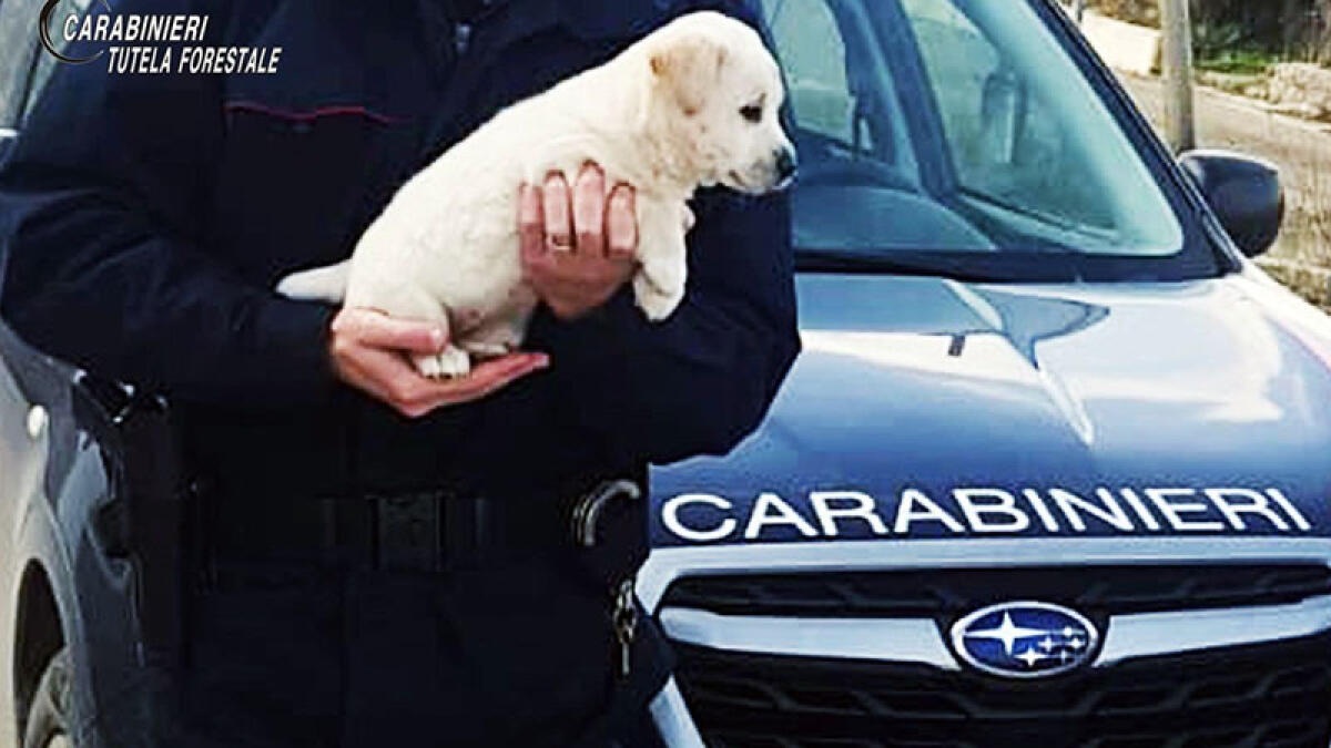 Cucciolo di pastore abbandonato in una scatola - 