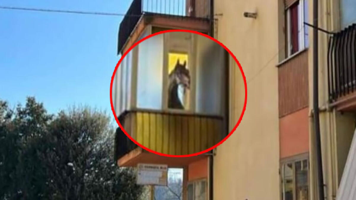 Cavallo tenuto in veranda: la notizia infiamma il web - 