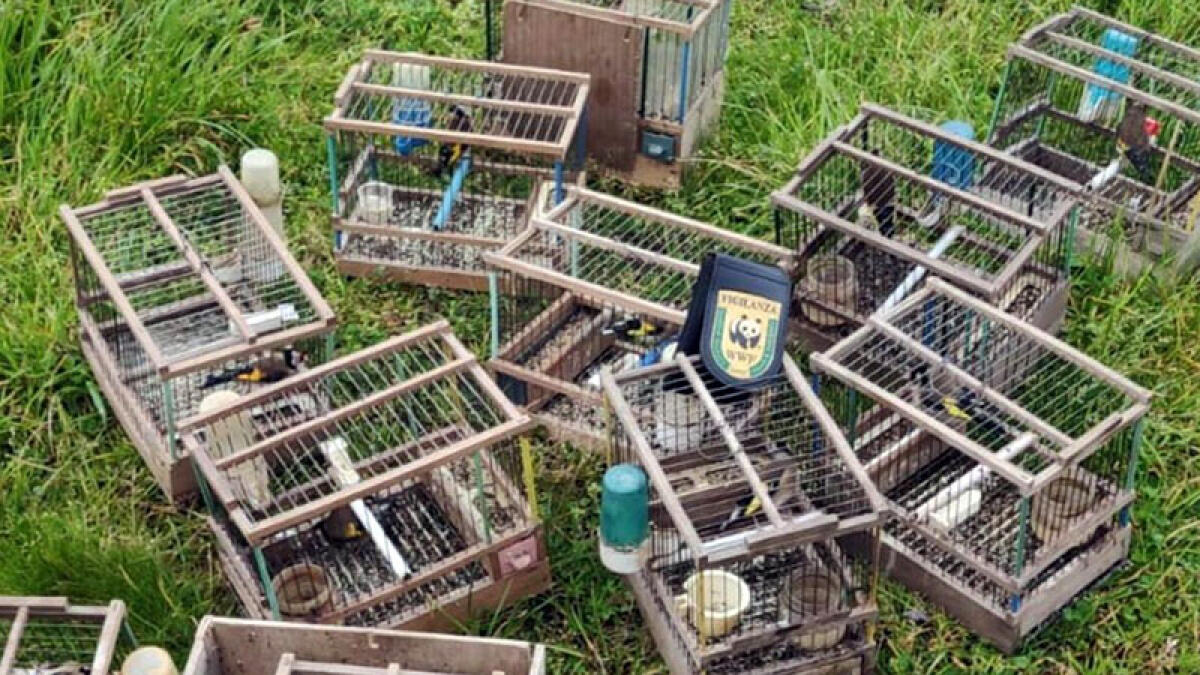 Catturava cardellini e altri uccellini protetti: nei guai operaio di Scafati - 