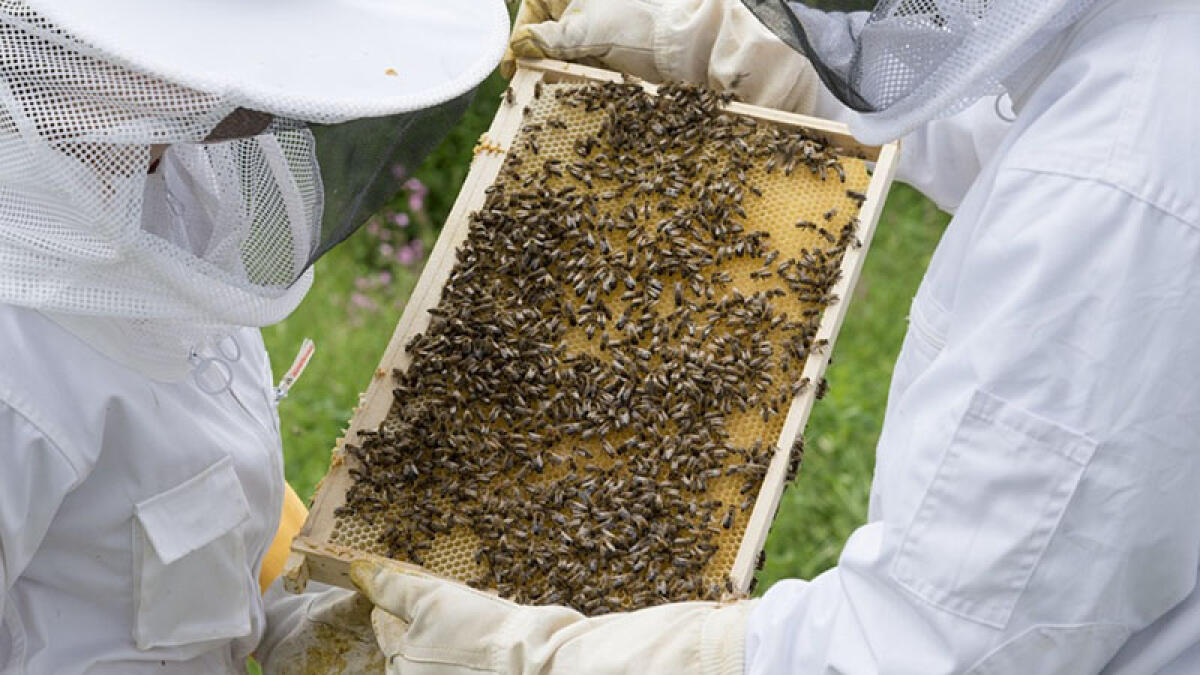 Ucciso da uno sciame d'api mentre lavora - 