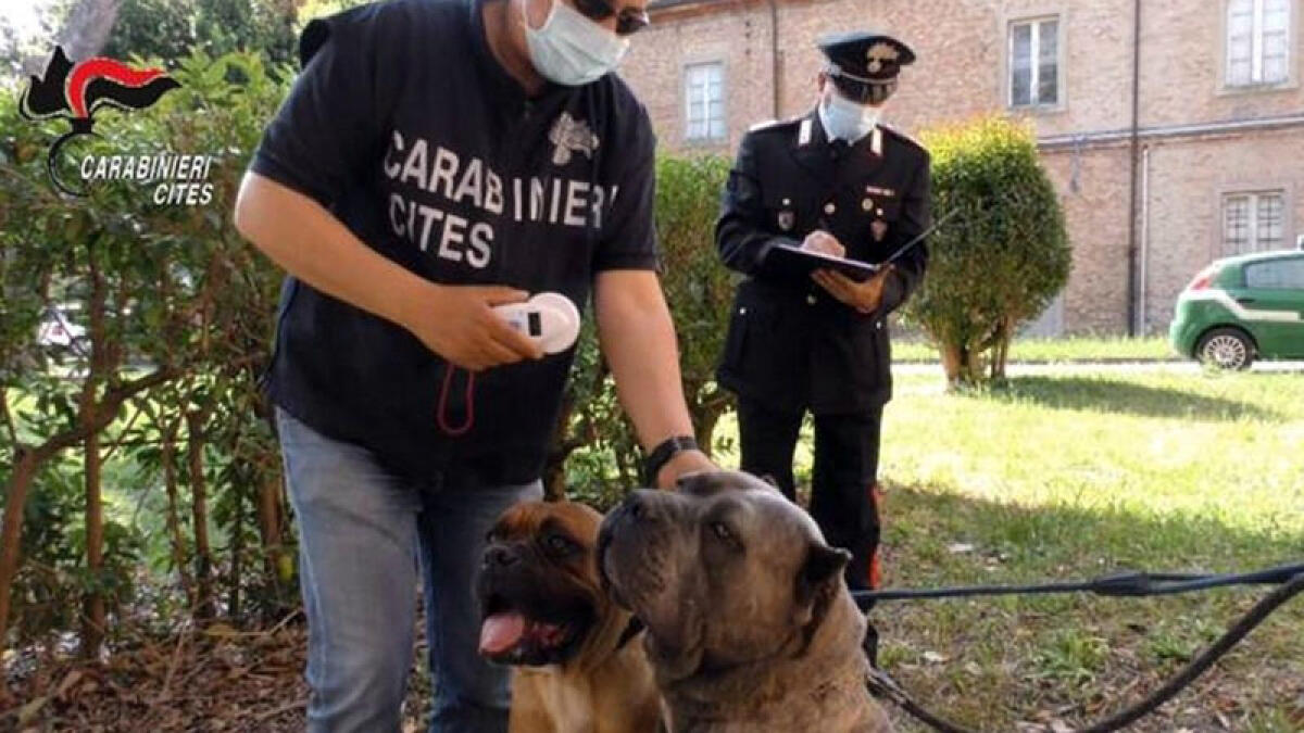Undici cani in gabbia circondati da feci, sigilli al canile-lager - 
