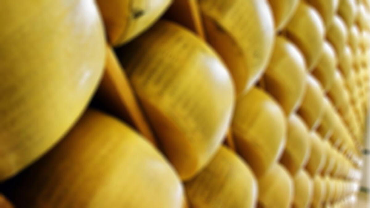 Ragnatele, insetti e sporcizia tra le forme di parmigiano - 