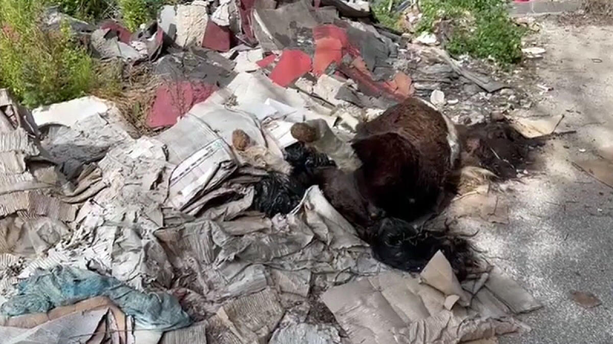 Carcassa di un pony gettata tra i cumuli di rifiuti - 