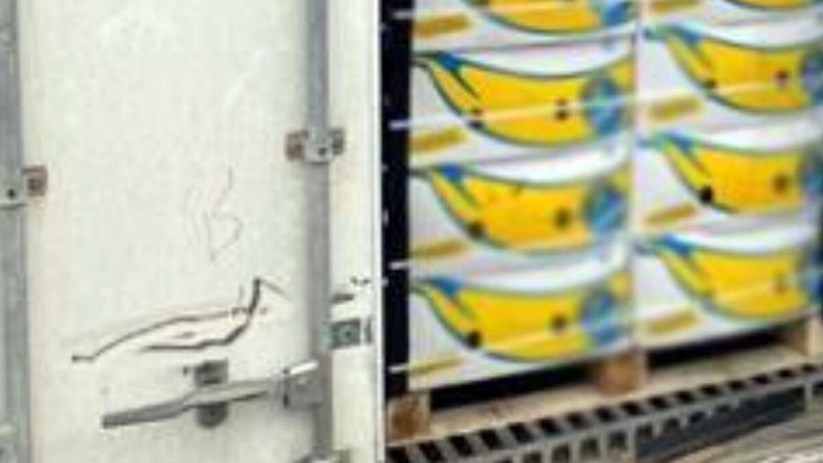 Trovati 219 chili di droga nel carico di banane - 