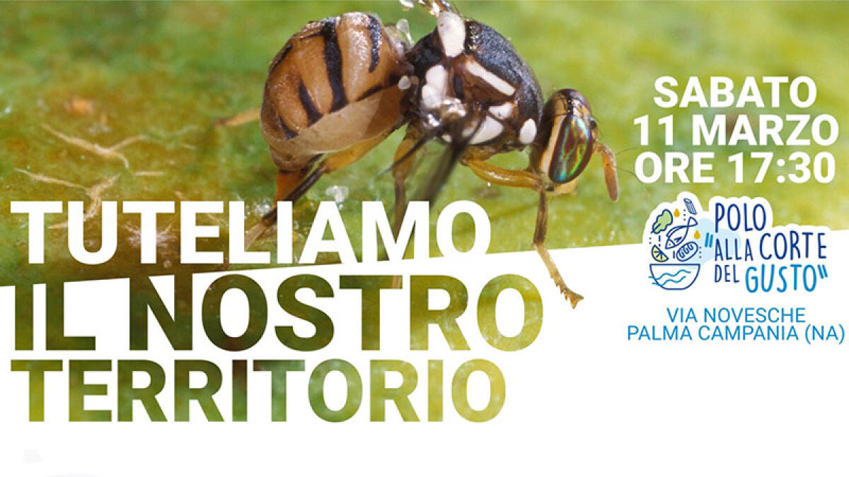 Agricoltura, Comune di Palma Campania capofila contro la "mosca della frutta" - 