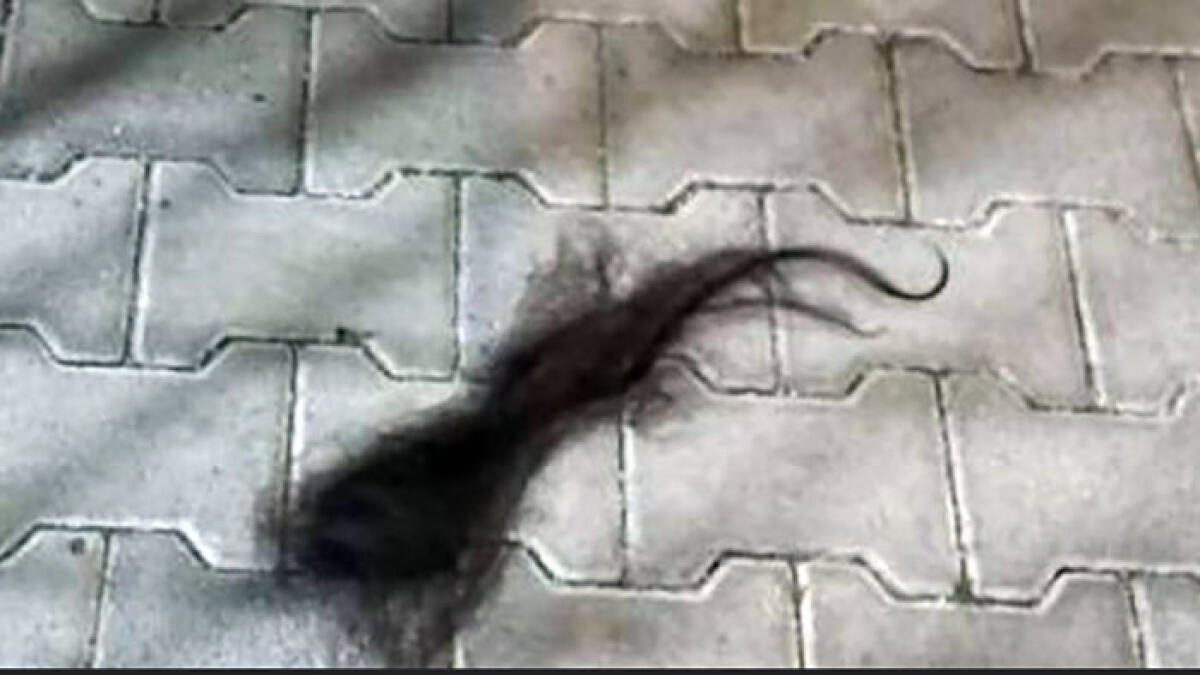 Il branco strappa i capelli ad una ragazzina: l'orrore nel Vesuviano - 