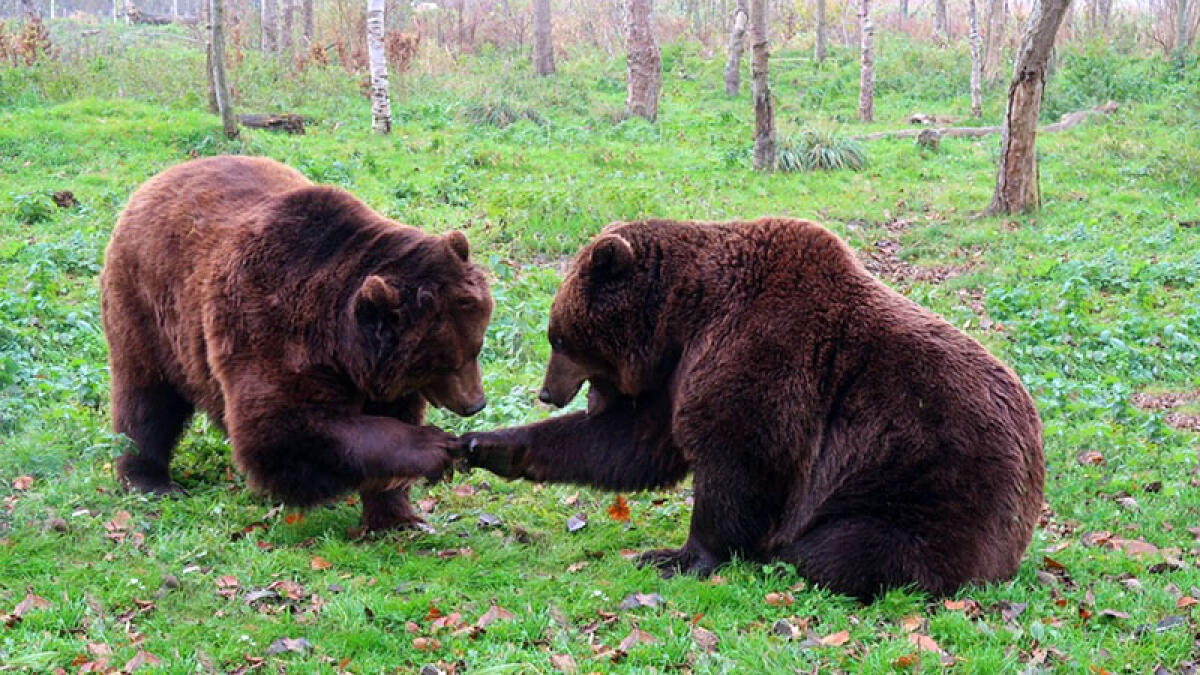 In Campania vogliono gli orsi del Trentino: "Portateli qui" - 