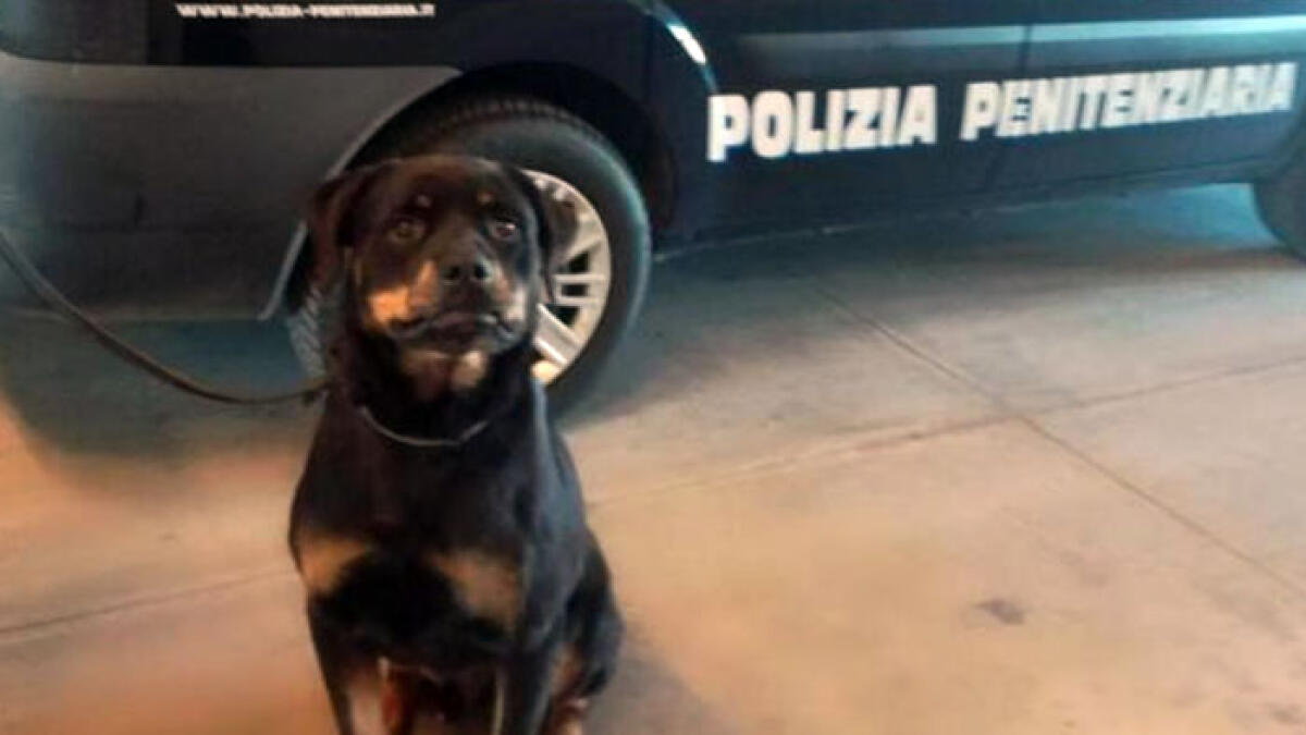 Il cane antidroga fiuta le dosi cucite nella cintura dell'accappatoio - 