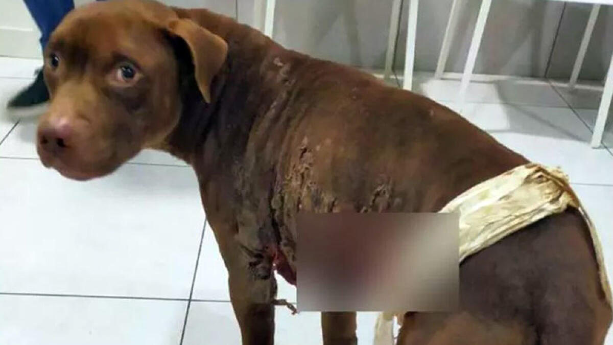 Jigen, buone notizie per il pitbull bruciato vivo - 