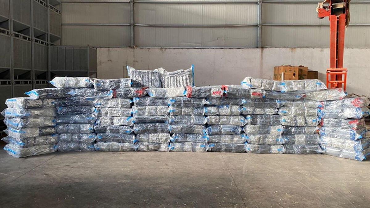 Oltre una tonnellata di marijuana, catturato il narcos-importatore a Boscoreale - 