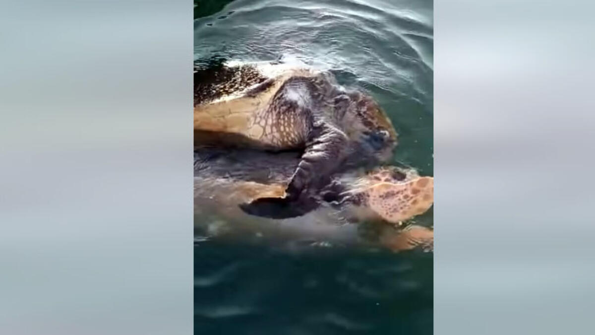 Mare vesuviano, avvistate due tartarughe: qualcosa sta cambiando - 