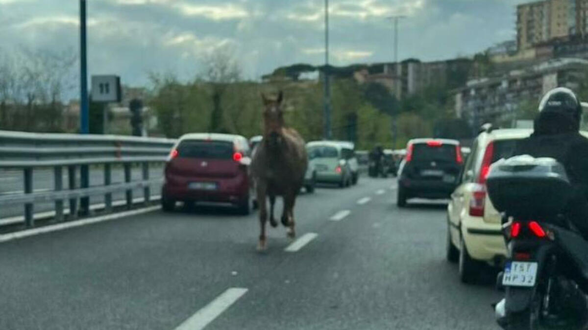 Cavallo contromano in Tangenziale a Napoli - 