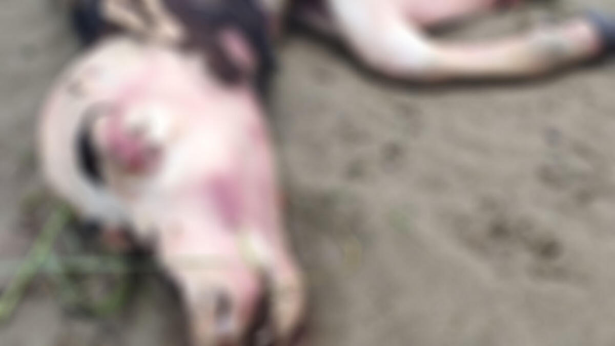 Due giovani bufali trovati morti in spiaggia - 