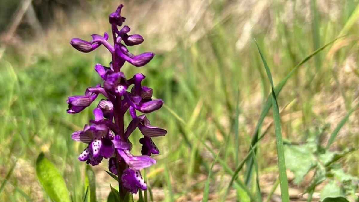 Show Garden Festival, la prima kermesse sui fuori del Vesuvio - 