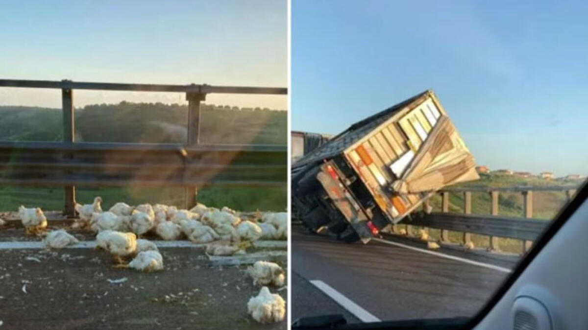 Camion carico di polli vivi si ribalta in autostrada - 