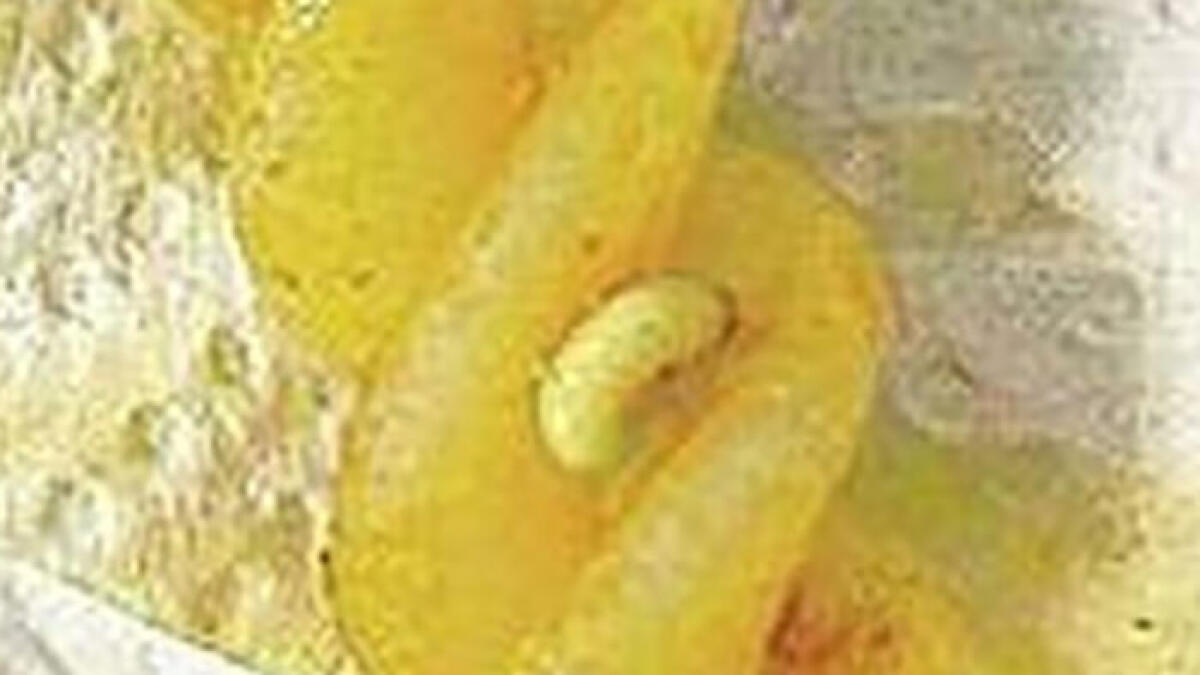 Vermi nella pasta della mensa, scandalo a scuola - 