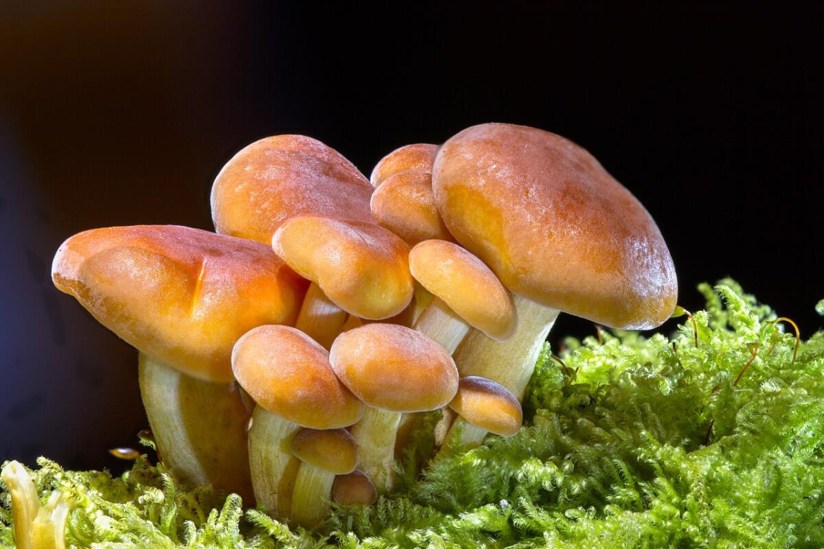 Raccolgono funghi nei giardini del Monaldi e li cucinano: donna muore, 5 ricoverati - 