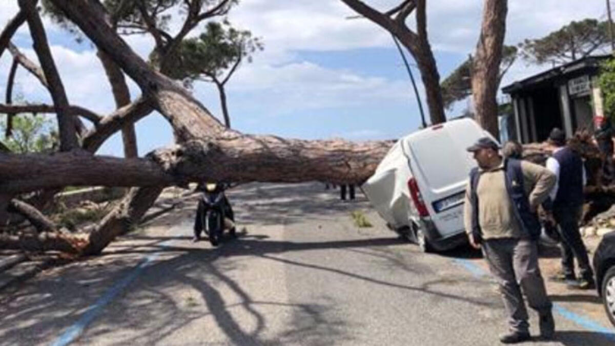 Grosso albero crolla improvvisamente su un furgone - 
