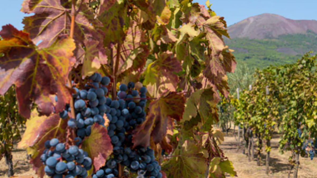 Vini del Vesuvio protagonisti di tre eventi - 