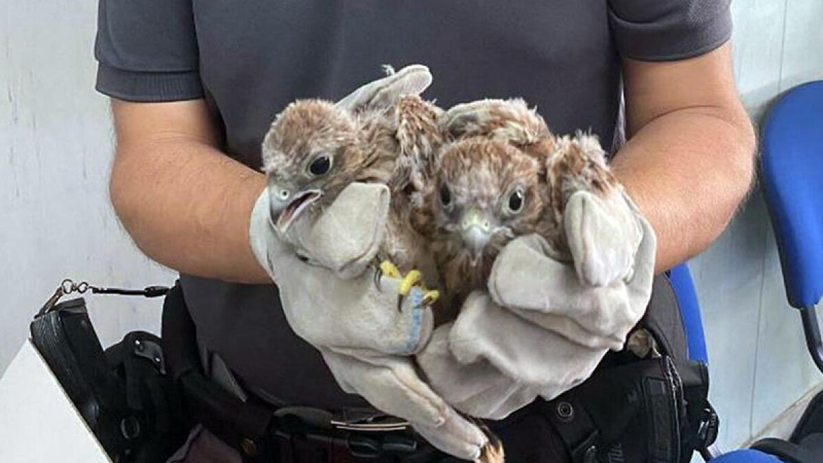 San Giuseppe Vesuviano, salvati tre cuccioli di gheppio - 