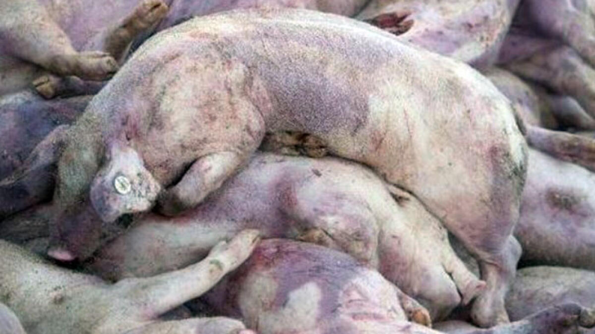 Peste suina in Campania, arrivano norme severe: cosa accadrà - 