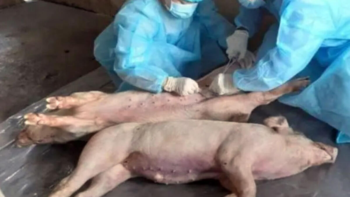 Peste Suina in Campania, si allargano zona rossa e paura del contagio - 