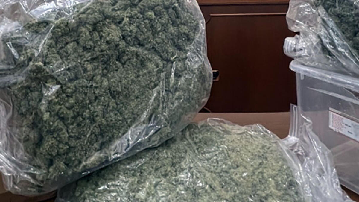 Piantagione di marijuana in giardino, presi padre e figlio - 