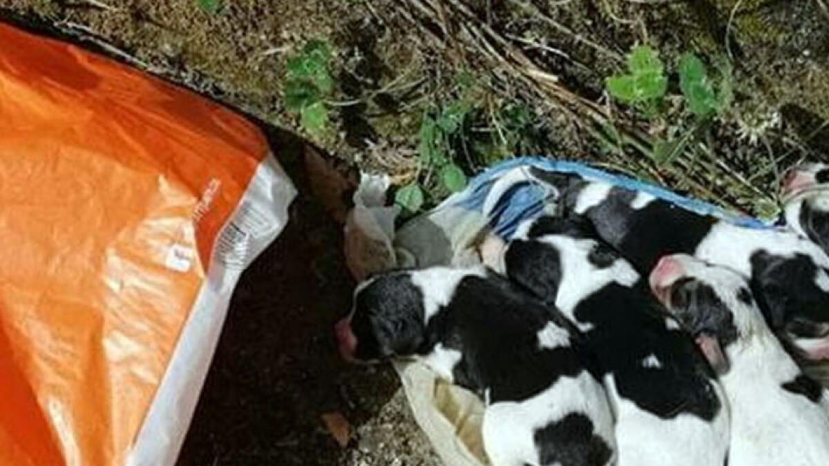 Cinque cuccioli chiusi in una busta di plastica e gettati via - 