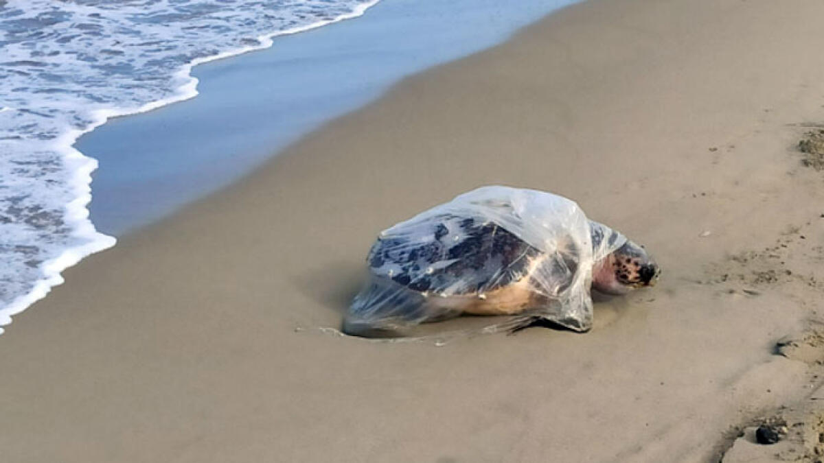 Orrore nel Napoletano, tartaruga trovata morta avvolta nella plastica - 