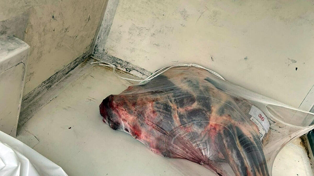 Un quintale di carne nociva sequestrata sull'A16 - 