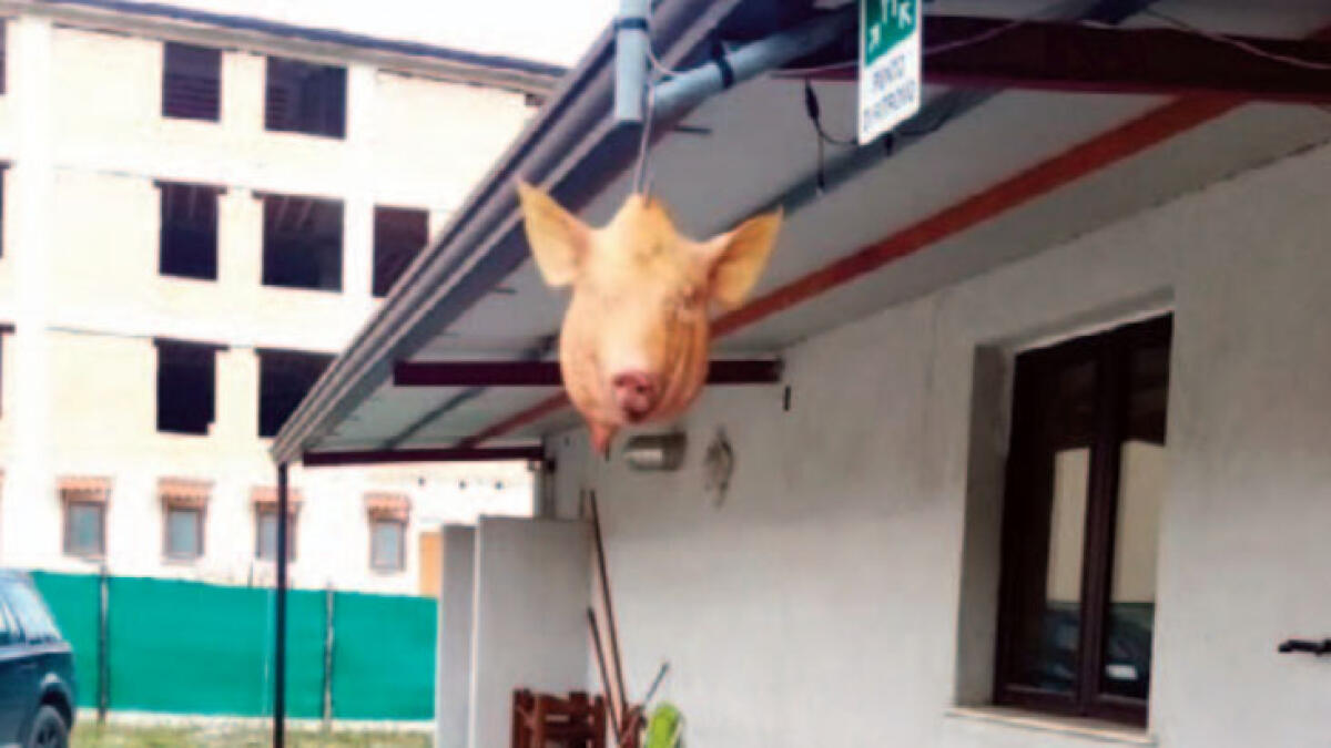 Testa di maiale con un proiettile appesa all'ingresso di un agriturismo - 