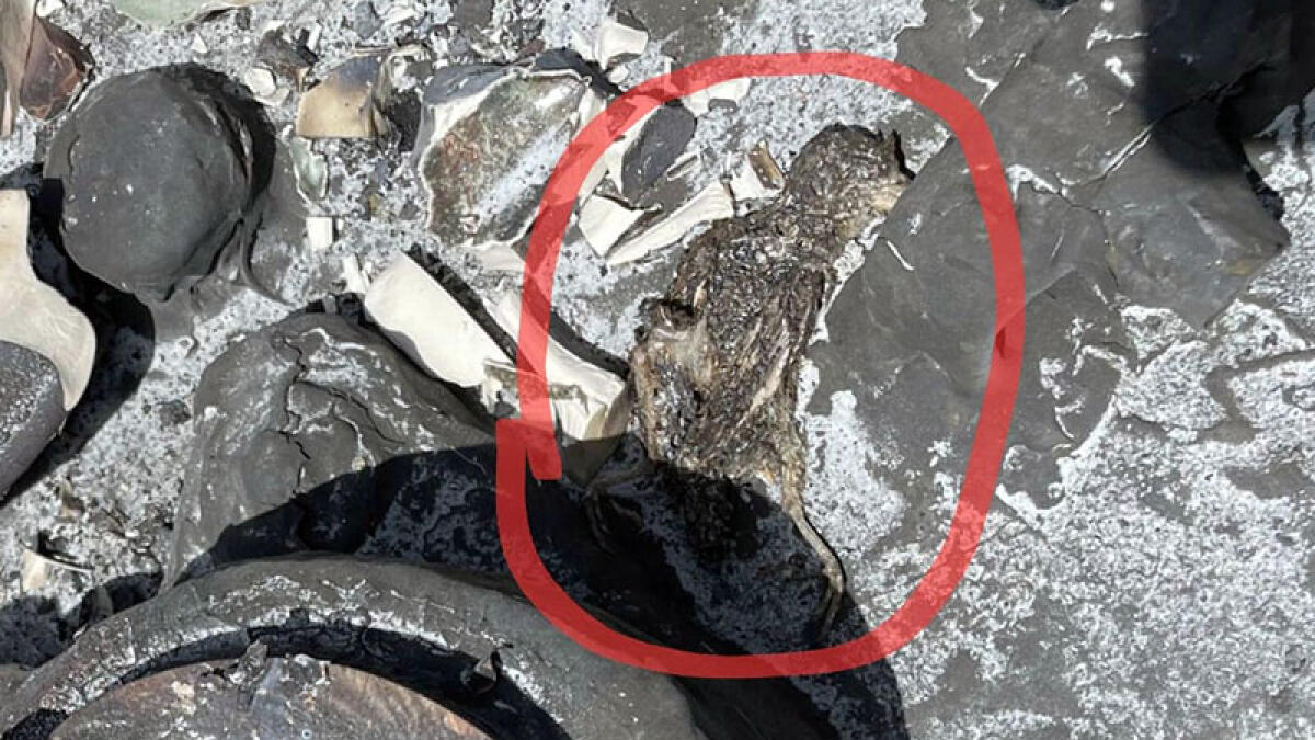 Circumvesuviana ferma per incendio a Pompei: un uccello la causa del disservizio - 