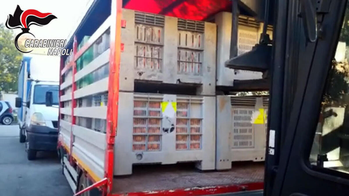 Tonnellate di droga tra frutta e verdura GUARDA IL VIDEO - 