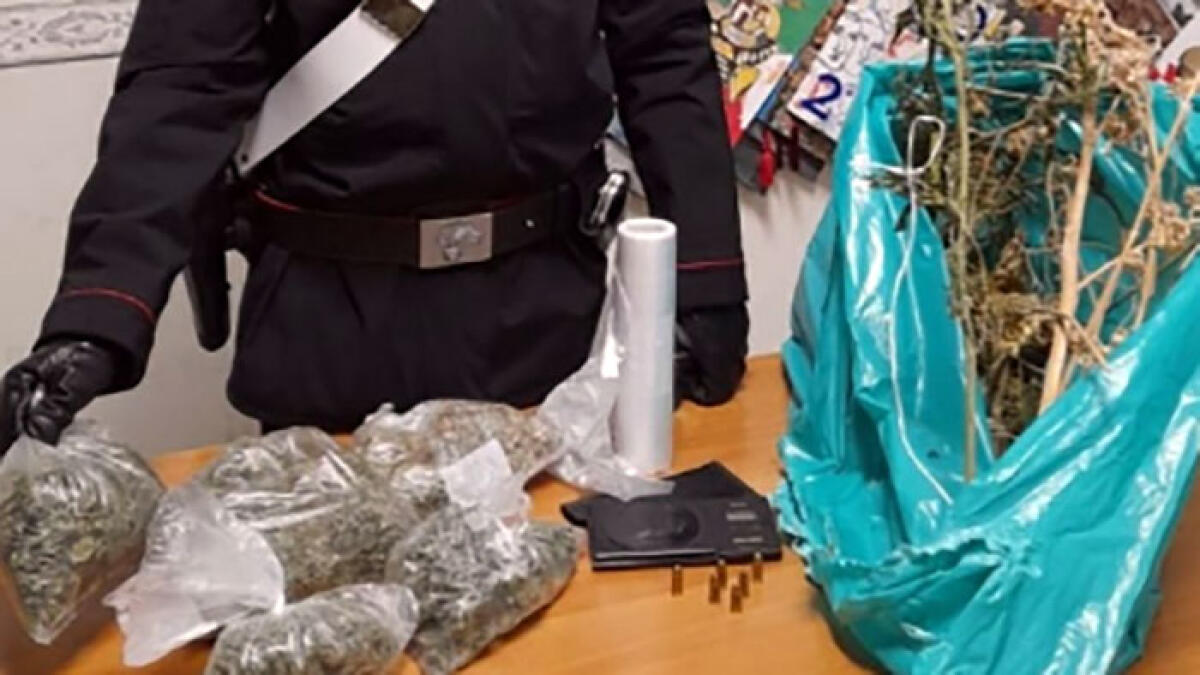 Padre e figlia rubano 4 milioni di euro di corrente per coltivare cannabis - 