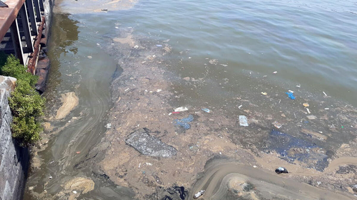 Acqua del mare verde e con la melma: scoperta la causa - 