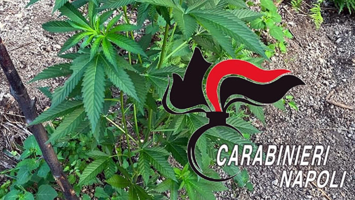 Sui Monti Lattari scoperte e distrutte 238 piante di cannabis - 
