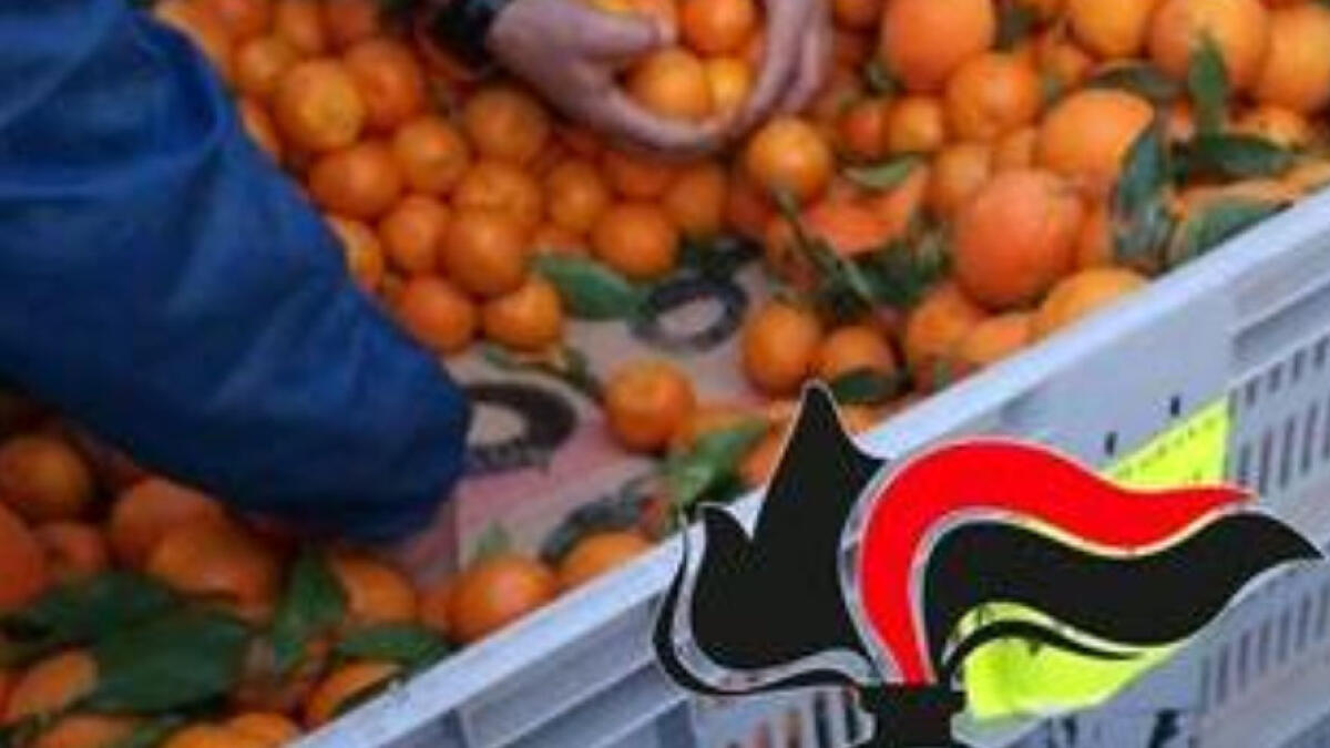 Tonnellate di droga sotto al Vesuvio importata tra la frutta e la verdura - 