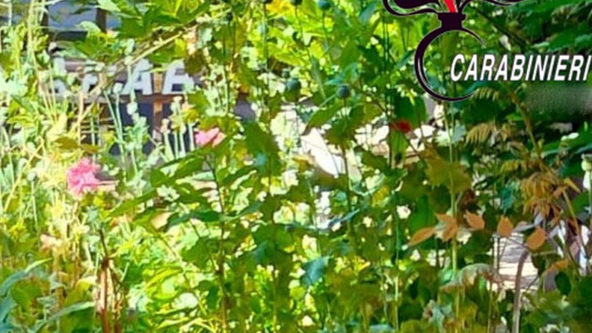 Coltivano papavero da oppio in casa: presi mamma e figlio - 