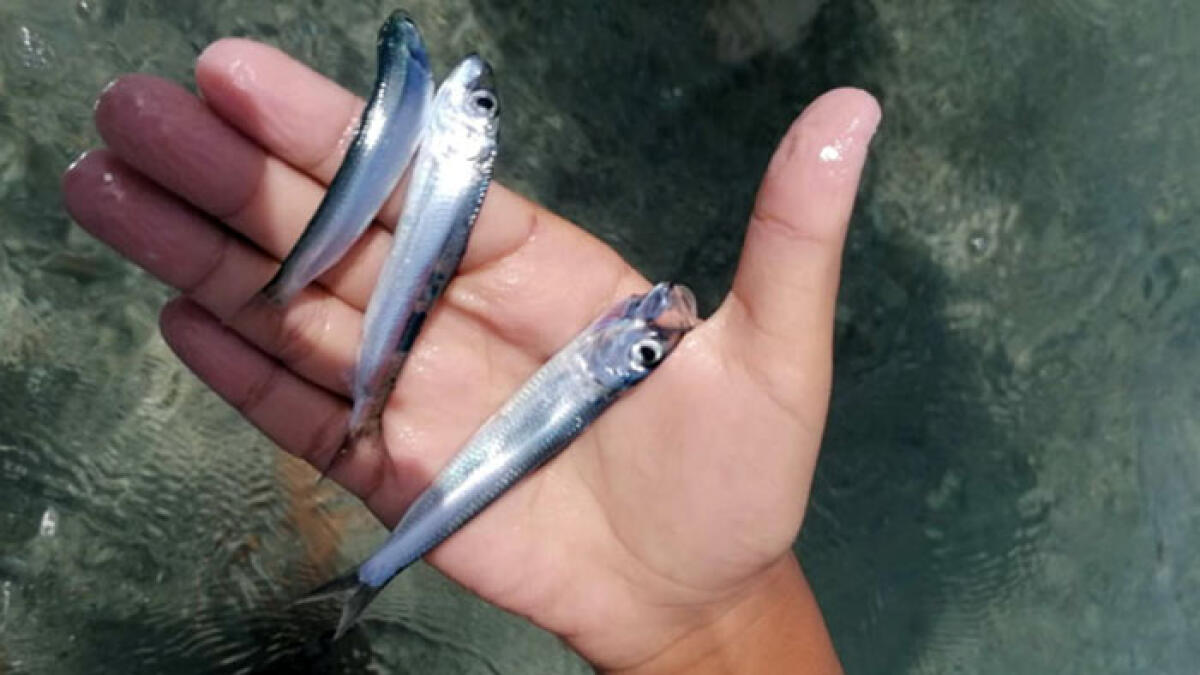 Moria di pesci nel Salernitano: incubo infezione - 