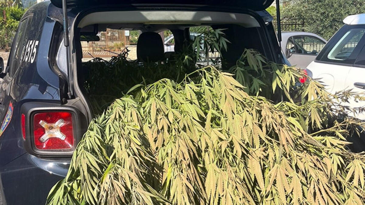 Scoperta piantagione di marijuana nel Nolano, presi i due "coltivatori" - 