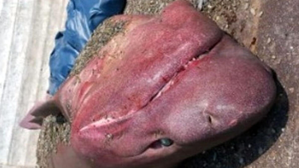 Carcassa di squalo vacca arriva in spiaggia tra i bagnanti del Cilento - 