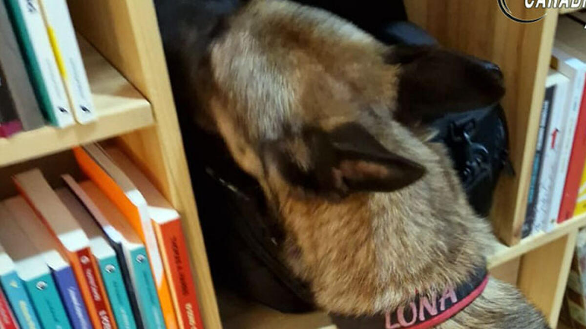 Il fiuto di Luna scova droga in bagno e in camera da letto - 